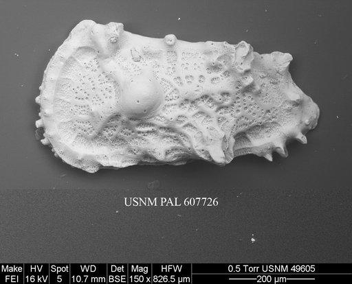 Herrigocythere sp. 3 Yasuhara et al., 2015