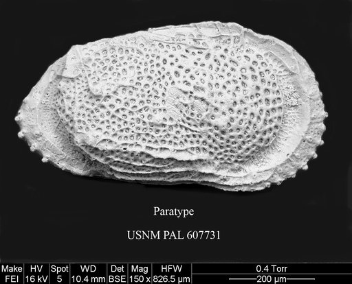 Ryugucivis jablonskii Yasuhara et al., 2015