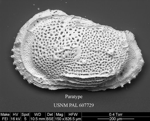 Ryugucivis jablonskii Yasuhara et al., 2015