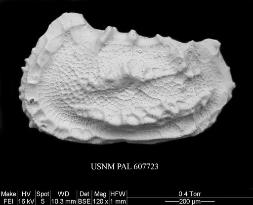 Abyssocythere sp 1 Yasuhara et al., 2015