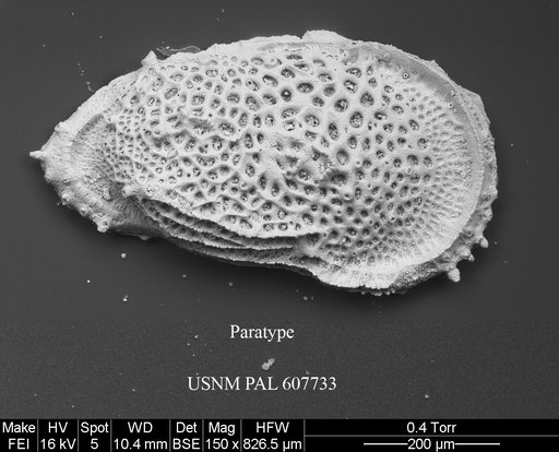 Ryugucivis acuminata Yasuhara et al., 2015