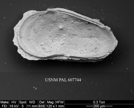 Phacorhabdotus anteronudus Coles & Whatley, 1989