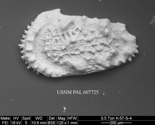 Herrigocythere sp. 2 Yasuhara et al., 2015
