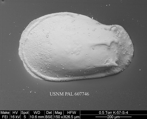Phacorhabdotus anteronudus Coles & Whatley, 1989
