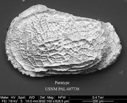 Ryugucivis obtusa Yasuhara et al., 2015