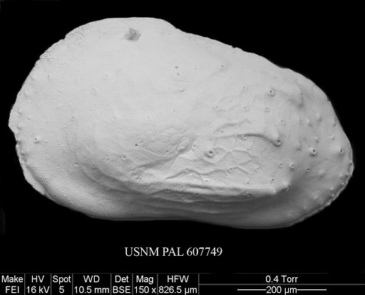 Phacorhabdotus subtridentus Benson in Supko & Perch-Nielsen Et Al, 1977