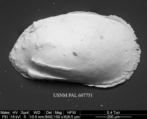 Phacorhabdotus subtridentus Benson in Supko & Perch-Nielsen Et Al, 1977