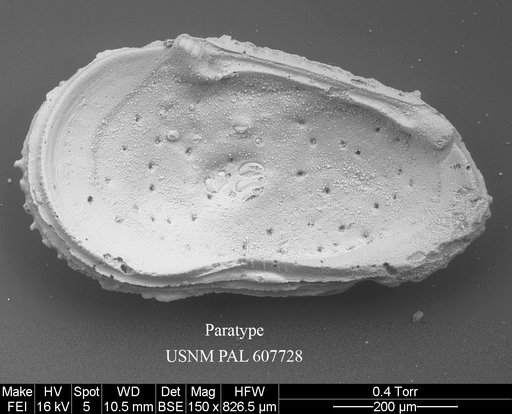 Ryugucivis jablonskii Yasuhara et al., 2015