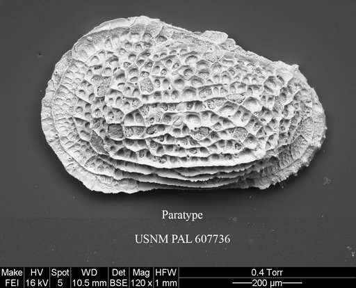 Ryugucivis obtusa Yasuhara et al., 2015