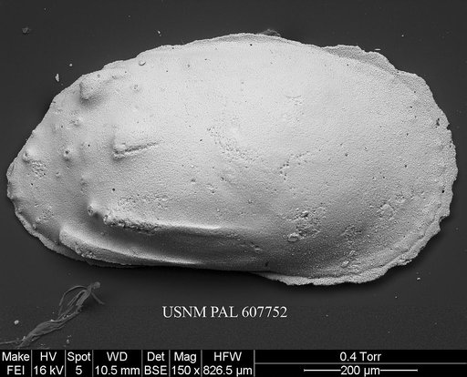 Phacorhabdotus subtridentus Benson in Supko & Perch-Nielsen Et Al, 1977