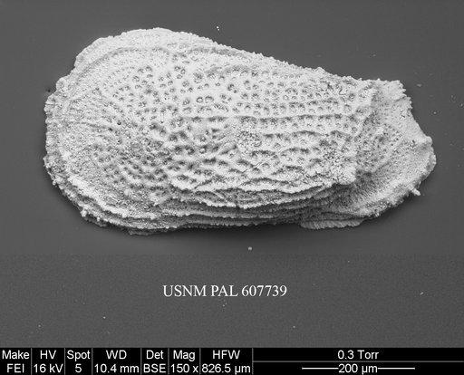 Ryugucivis sp. 1 Yasuhara et al., 2015