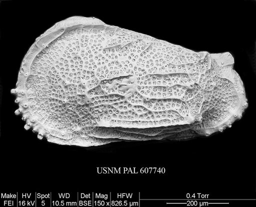 Ryugucivis sp. 2 Yasuhara et al., 2015