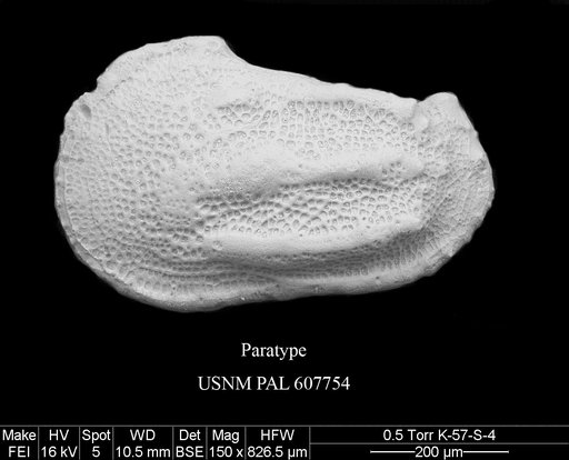 Phacorhabdotus slipperi Yasuhara et al., 2015