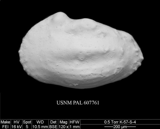 Veenia sp. 1 Yasuhara et al., 2015