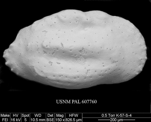 Veenia sp. 1 Yasuhara et al., 2015