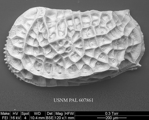Bradleya dictyon (Brady, 1880)