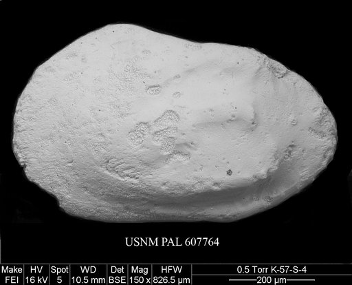 Phacorhabdotus cf. subtridentus Benson in Supko & Perch-Nielsen Et Al, 1977