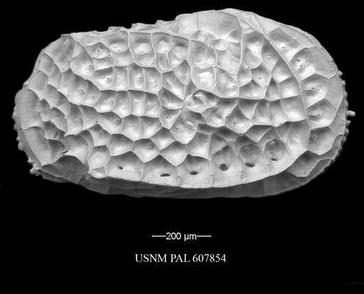 Bradleya dictyon (Brady, 1880)