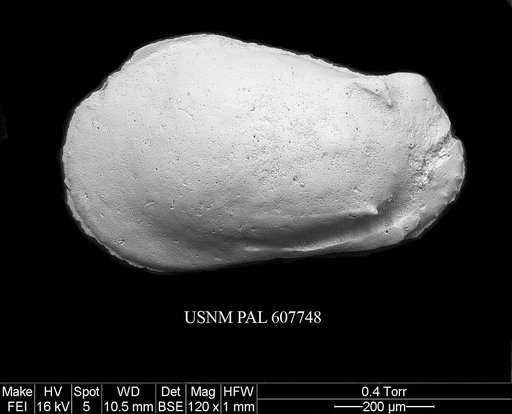Phacorhabdotus sp. 1 Yasuhara et al., 2015