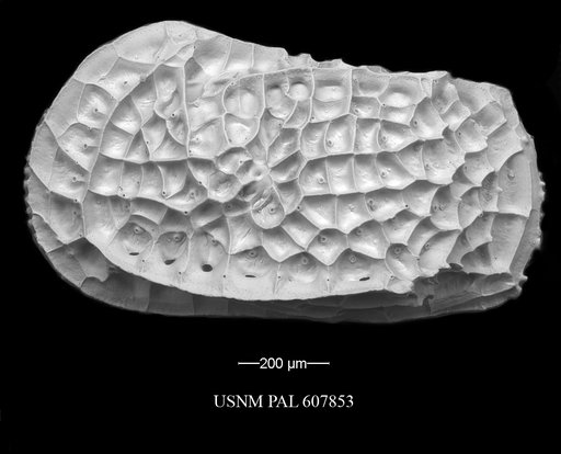 Bradleya dictyon (Brady, 1880)