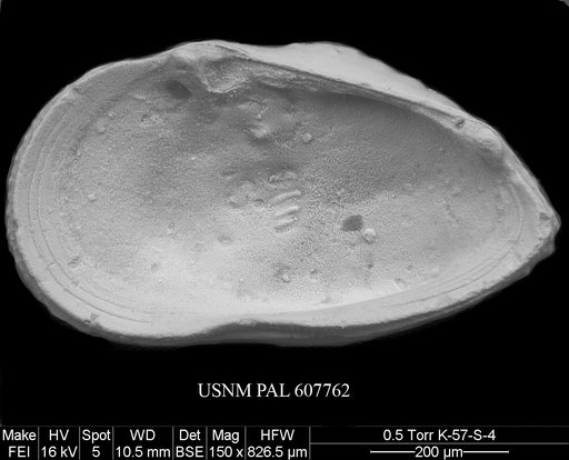 Veenia sp. 1 Yasuhara et al., 2015