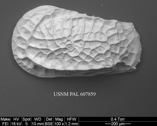 Bradleya dictyon (Brady, 1880)