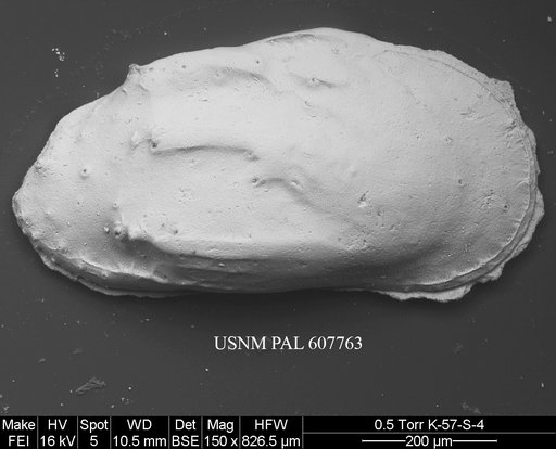 Phacorhabdotus cf. subtridentus Benson in Supko & Perch-Nielsen Et Al, 1977