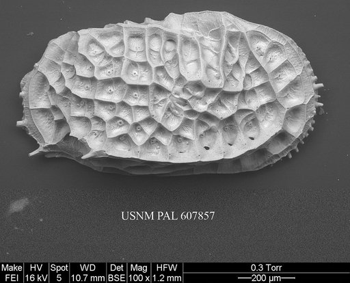 Bradleya dictyon (Brady, 1880)