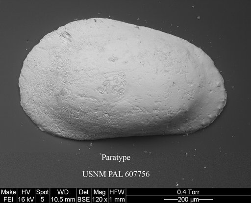 Phacorhabdotus nudus Yasuhara et al., 2015