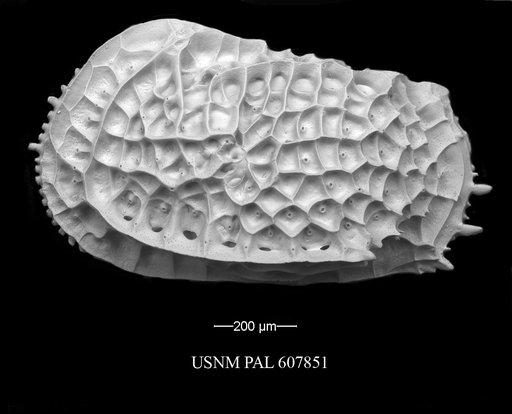 Bradleya dictyon (Brady, 1880)