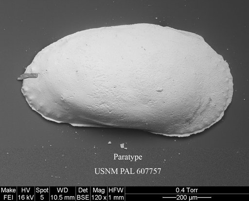 Phacorhabdotus nudus Yasuhara et al., 2015