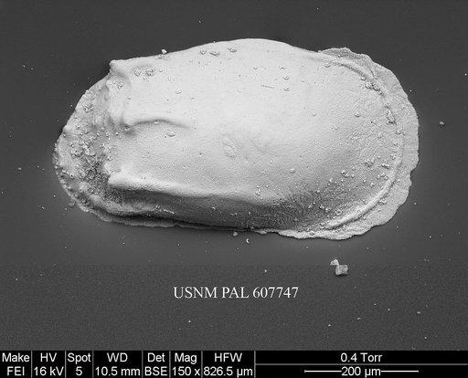 Phacorhabdotus anteronudus Coles & Whatley, 1989