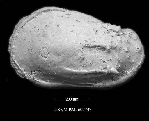 Phacorhabdotus anteronudus Coles & Whatley, 1989