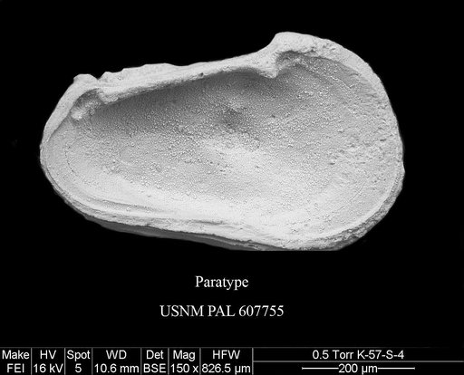 Phacorhabdotus slipperi Yasuhara et al., 2015
