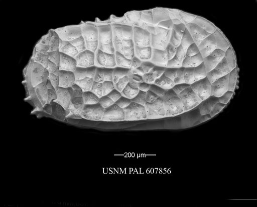 Bradleya dictyon (Brady, 1880)
