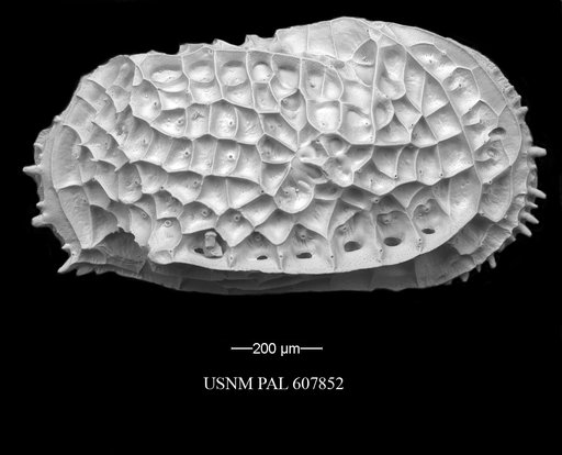 Bradleya dictyon (Brady, 1880)