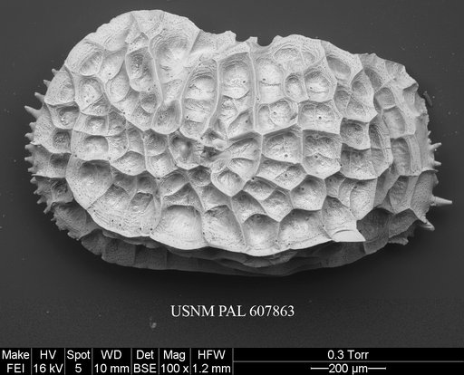 Bradleya cf. mesembrina Mazzini, 2005