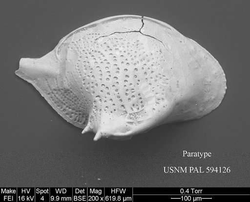 Cytheropteron parahamatum Yasuhara et al., 2014