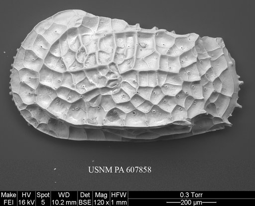 Bradleya dictyon (Brady, 1880)