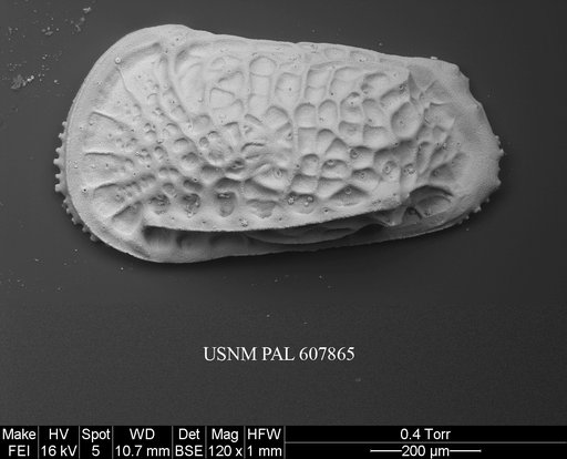 Poseidonamicus anteropunctatus Whatley et al., 1986