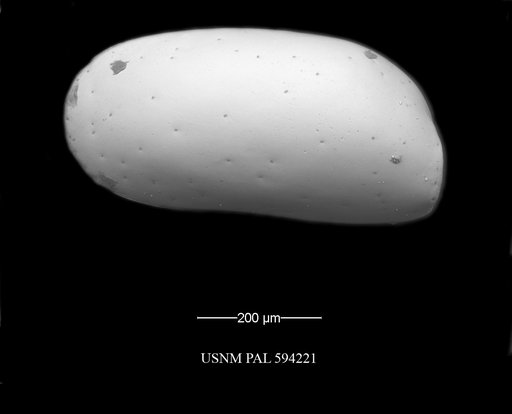 Krithe minima Coles et al., 1994