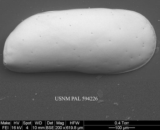 Krithe minima Coles et al., 1994
