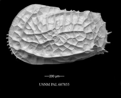 Bradleya dictyon (Brady, 1880)