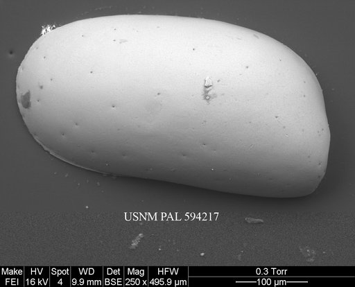 Krithe minima Coles et al., 1994