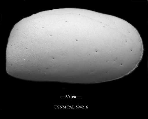 Krithe minima Coles et al., 1994