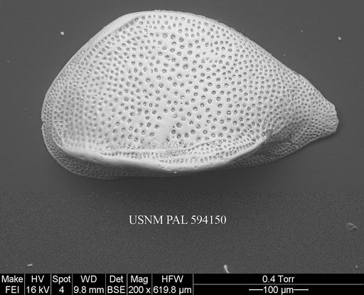 Cytheropteron perlaria Hao, 1988