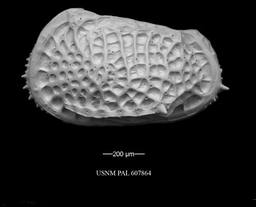 Poseidonamicus pintoi Benson, 1972