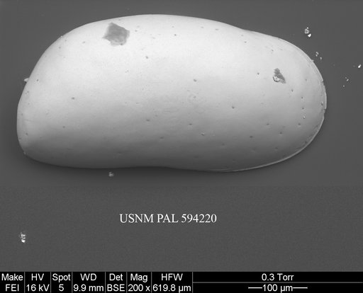 Krithe minima Coles et al., 1994