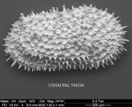 Henryhowella asperrima (Reuss, 1850)