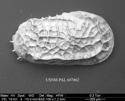 Bradleya dictyon (Brady, 1880)